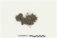 藏品(大葉走燈苔)的圖片